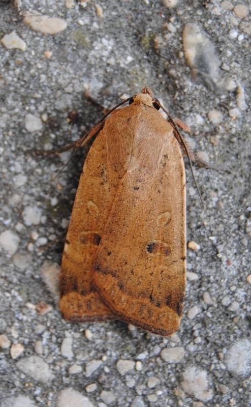 Identificazione - altro Noctuidae